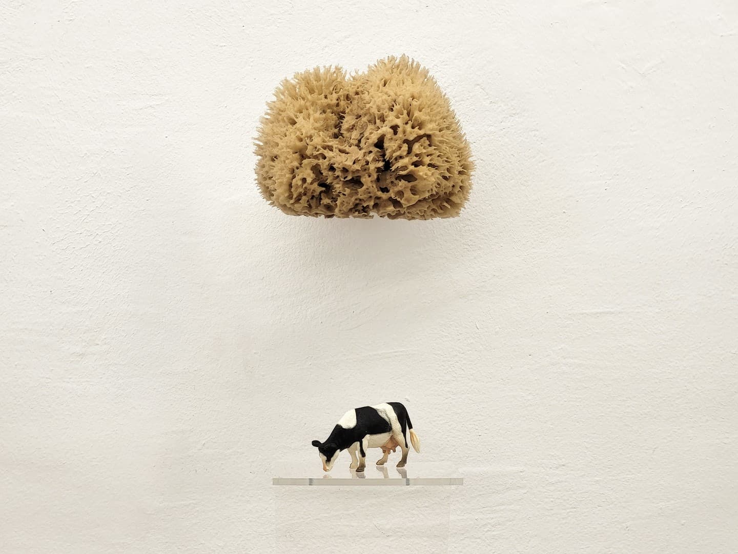 Cow contemplating the laws of gravity
