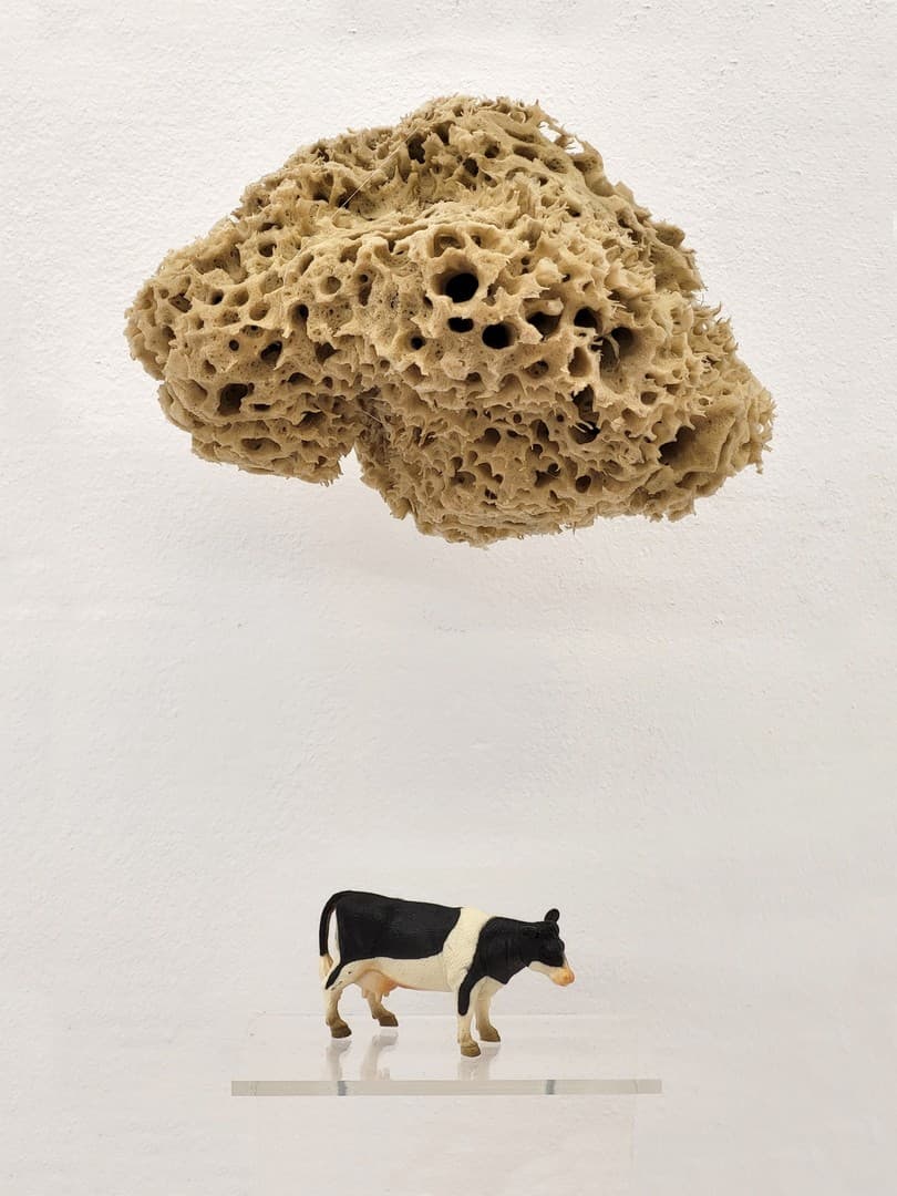 Cow contemplating the laws of gravity